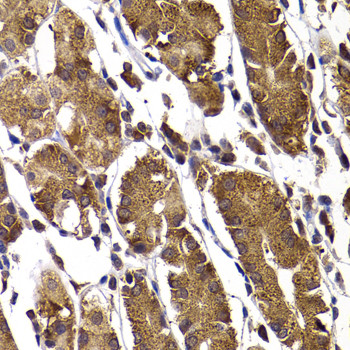 STAMBP Antibody in Immunohistochemistry (Paraffin) (IHC (P))