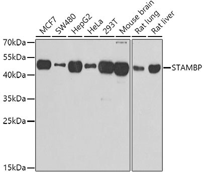 STAMBP Antibody in Western Blot (WB)