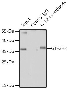 GTF2H3 Antibody in Immunoprecipitation (IP)