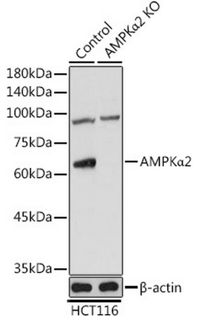 AMPK alpha-2 Antibody