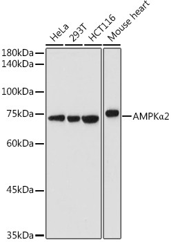 AMPK alpha-2 Antibody in Western Blot (WB)