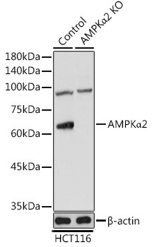 AMPK alpha-2 Antibody in Western Blot (WB)