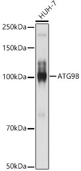 ATG9B Antibody in Western Blot (WB)