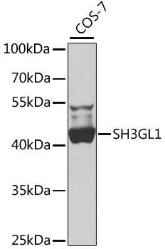 SH3GL1 Antibody in Western Blot (WB)