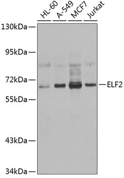 ELF2 Antibody in Western Blot (WB)