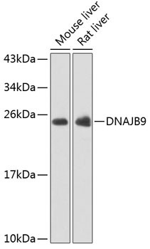 DNAJB9 Antibody in Western Blot (WB)