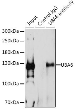 UBE1L2 Antibody in Immunoprecipitation (IP)