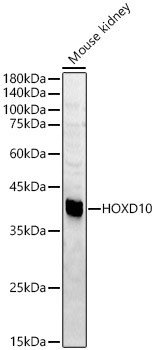 HOXD10 Antibody in Western Blot (WB)