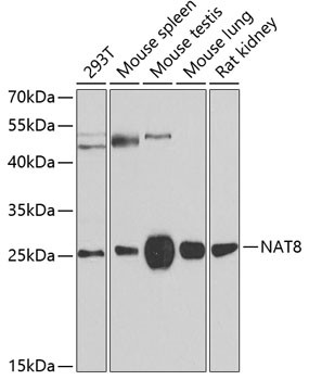 NAT8 Antibody in Western Blot (WB)