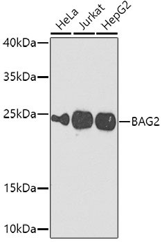 BAG2 Antibody in Western Blot (WB)