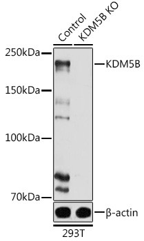 KDM5B Antibody in Western Blot (WB)