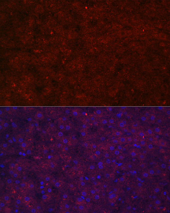 LRG1 Antibody in Immunocytochemistry (ICC/IF)