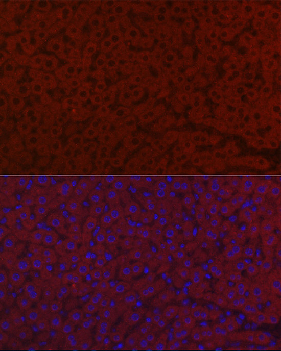 LRG1 Antibody in Immunocytochemistry (ICC/IF)