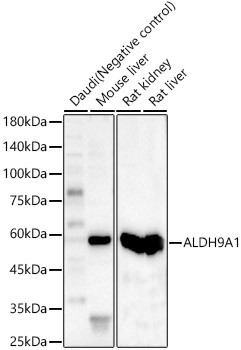 ALDH9A1 Antibody in Western Blot (WB)