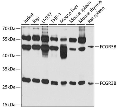 CD16 Antibody in Western Blot (WB)