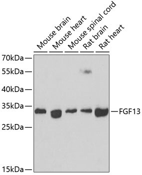 FGF13 Antibody in Western Blot (WB)