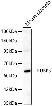 FUBP3 Antibody in Western Blot (WB)