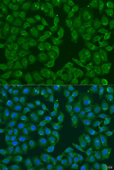 MSRB3 Antibody in Immunocytochemistry (ICC/IF)