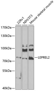 LEPREL2 Antibody in Western Blot (WB)