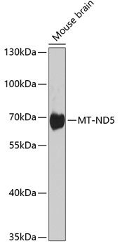 MT-ND5 Antibody in Western Blot (WB)