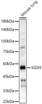 SGSH Antibody in Western Blot (WB)