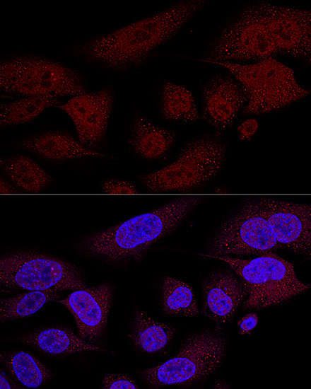 WWTR1 Antibody in Immunocytochemistry (ICC/IF)