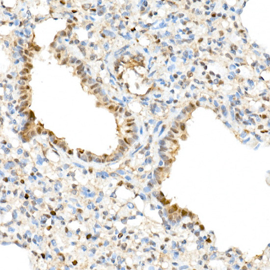 WWTR1 Antibody in Immunohistochemistry (Paraffin) (IHC (P))