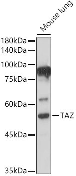 WWTR1 Antibody in Western Blot (WB)