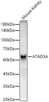 ATAD3A Antibody in Western Blot (WB)