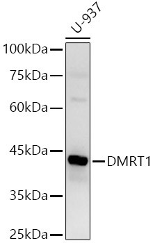 DMRT1 Antibody in Western Blot (WB)