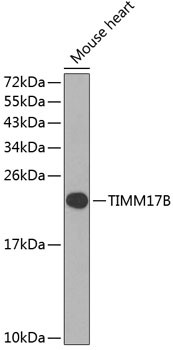 TIMM17B Antibody in Western Blot (WB)