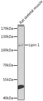 LPIN1 Antibody in Western Blot (WB)