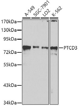 PTCD3 Antibody in Western Blot (WB)