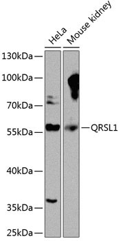 QRSL1 Antibody in Western Blot (WB)