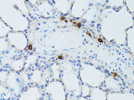 TEFM Antibody in Immunohistochemistry (Paraffin) (IHC (P))