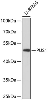 PUS1 Antibody in Western Blot (WB)