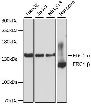 ERC1 Antibody in Western Blot (WB)