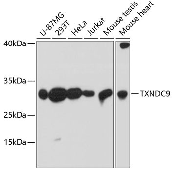 TXNDC9 Antibody in Western Blot (WB)