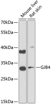 Connexin 30.3 Antibody in Western Blot (WB)