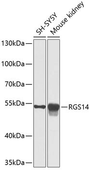 RGS14 Antibody in Western Blot (WB)