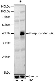 Phospho-c-Jun (Ser63) Antibody in Western Blot (WB)