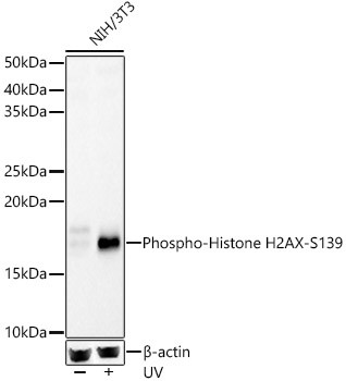 Phospho-Histone H2A.X (Ser139) Antibody in Western Blot (WB)