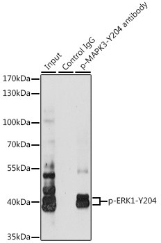 Phospho-ERK1 (Tyr204) Antibody in Immunoprecipitation (IP)