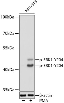 Phospho-ERK1 (Tyr204) Antibody in Western Blot (WB)