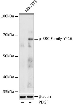 Phospho-SRC (Tyr416) Antibody in Western Blot (WB)