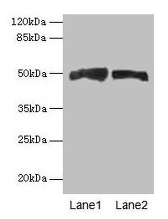 AZIN1 Antibody in Western Blot (WB)