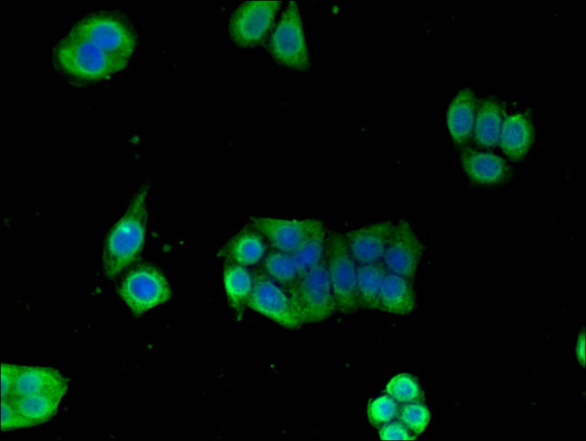 GPI Antibody in Immunocytochemistry (ICC/IF)