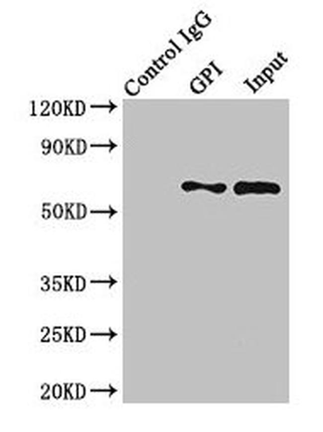 GPI Antibody in Western Blot (WB)