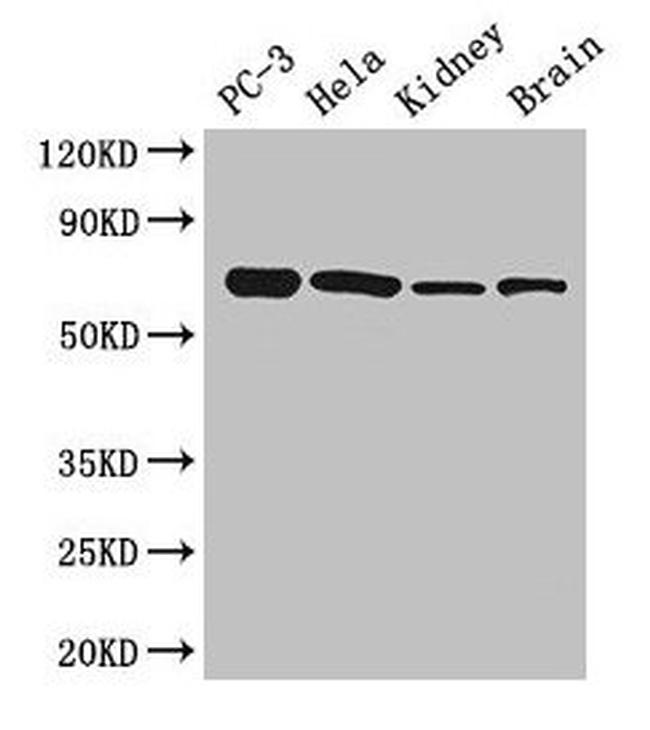 GPI Antibody in Western Blot (WB)