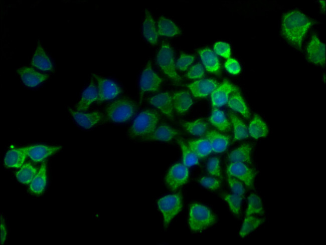 COX5A Antibody in Immunocytochemistry (ICC/IF)